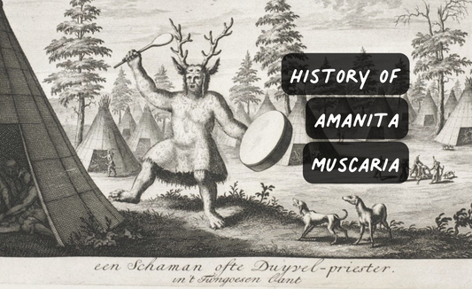Brief History of the Fly Agaric - luminita