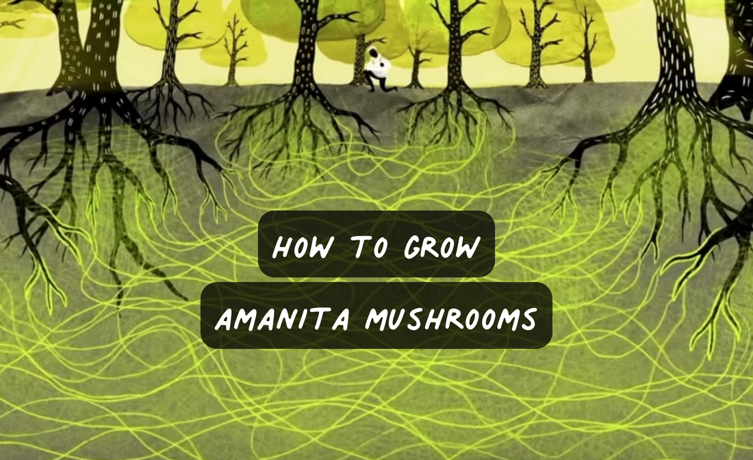 how to grow amanita muscaria