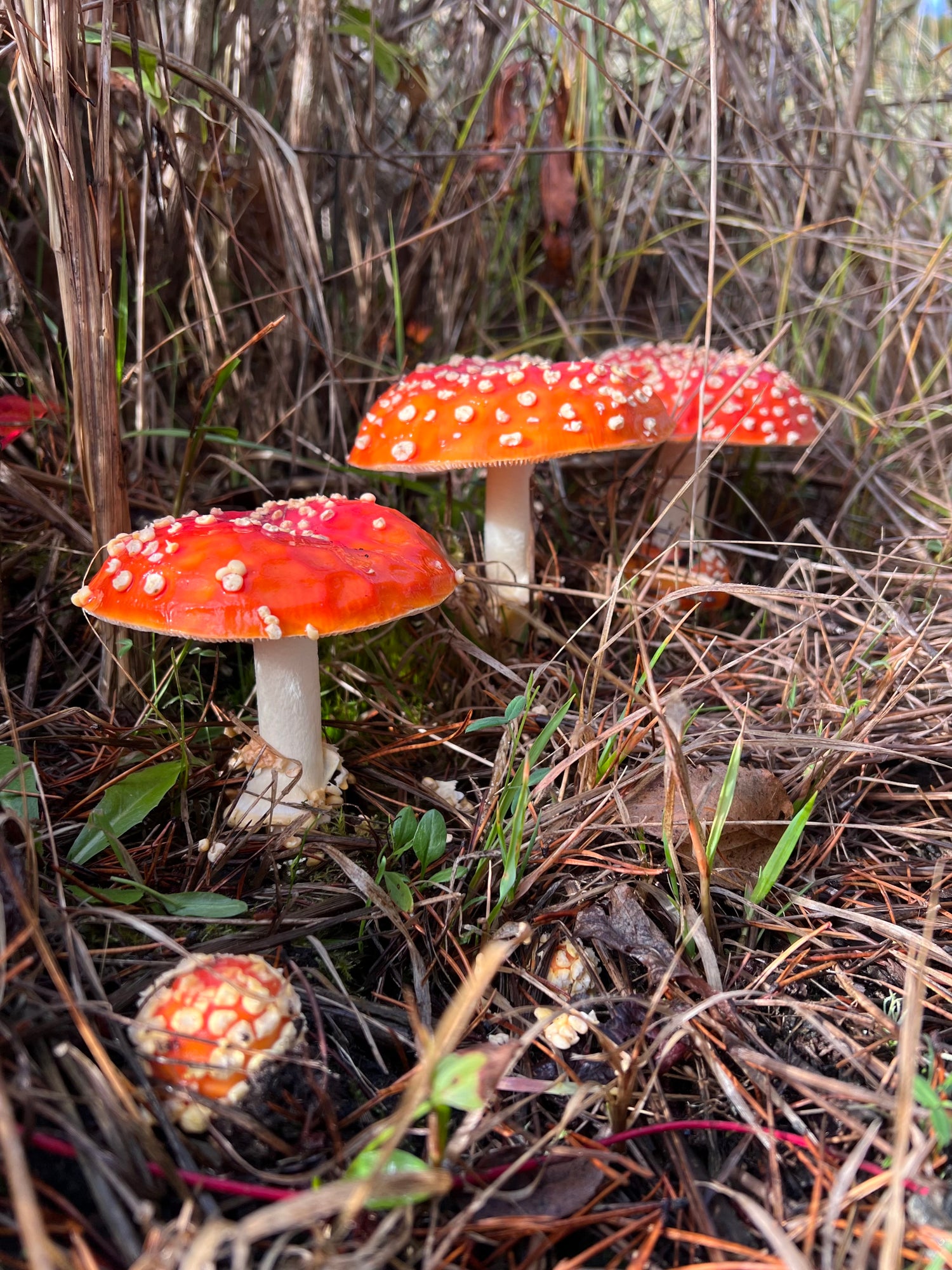 Amanita muscaria family