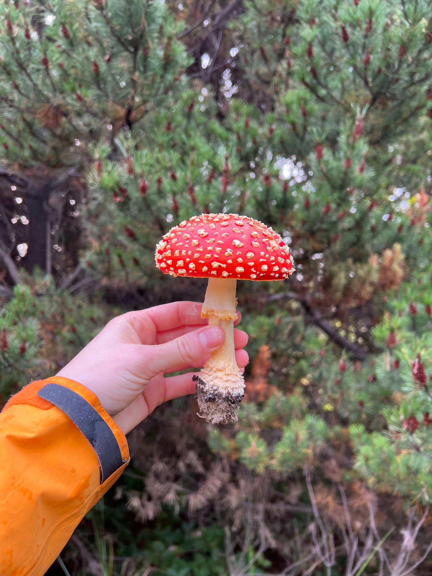 perfect amanita muscaria cap, red