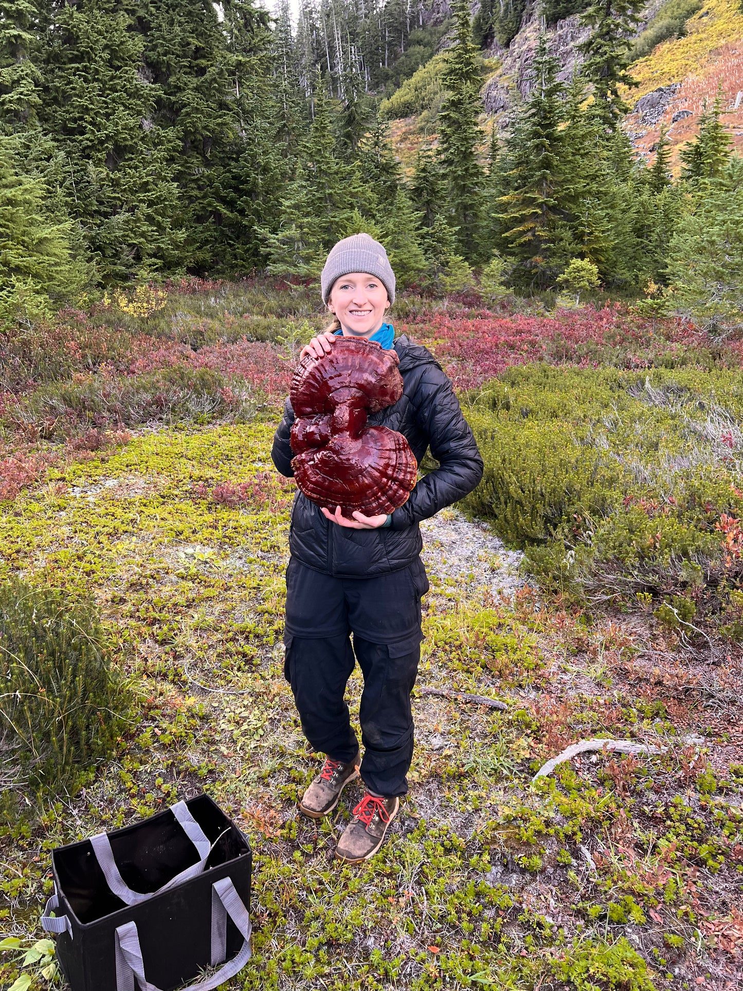 Lunar: Amanita Muscaria + Reishi Capsules