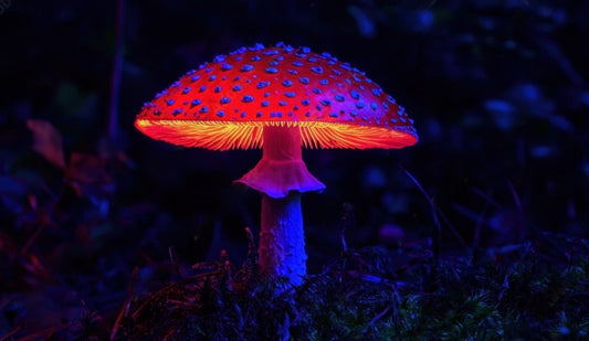 What is Amanita Muscaria?