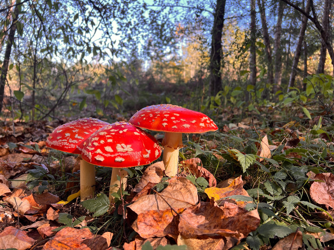 Amanita muscaria mushroom growing in a Pacific Northwest pine forest habitat.
