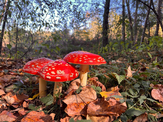 Amanita muscaria mushroom growing in a Pacific Northwest pine forest habitat.