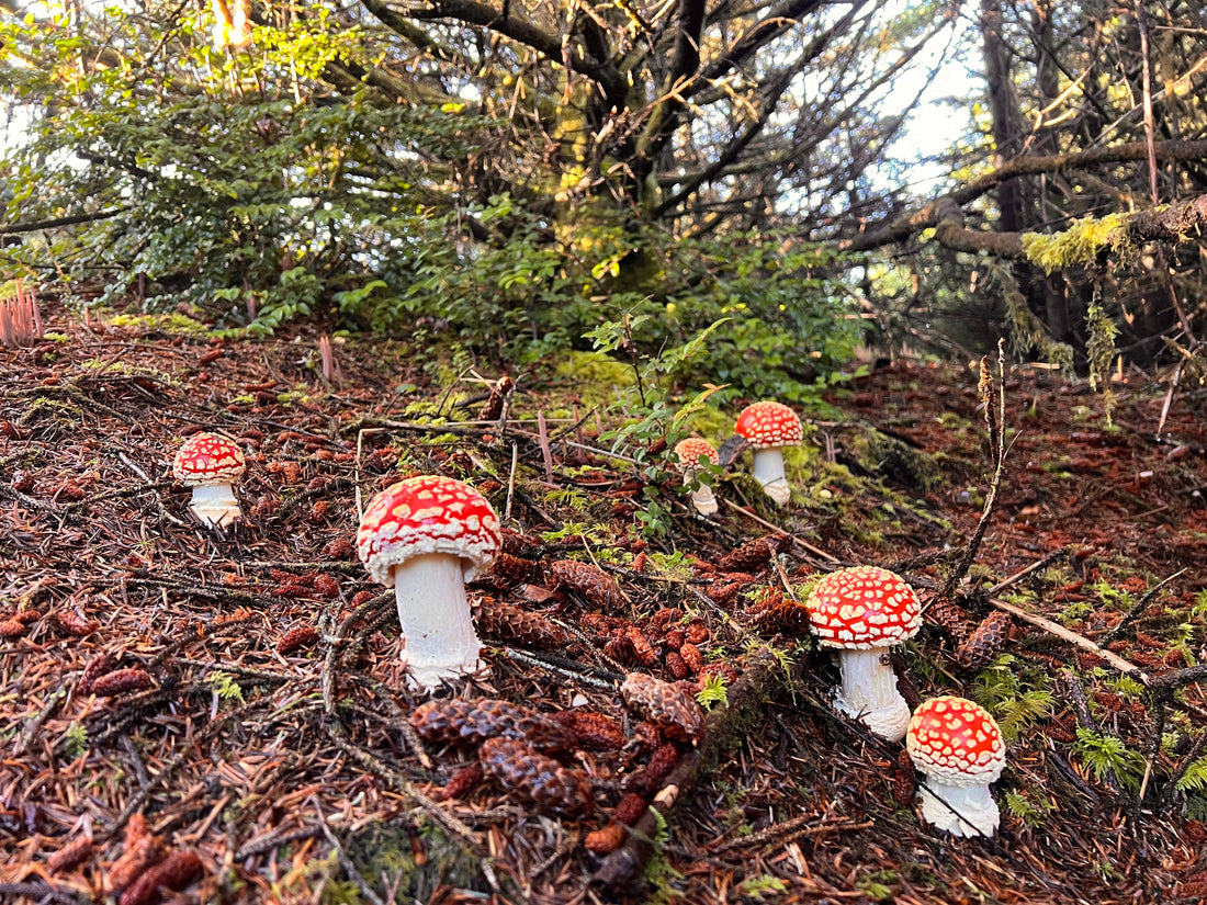 can you grow amanita muscaria?