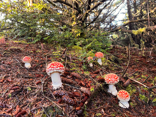 can you grow amanita muscaria?
