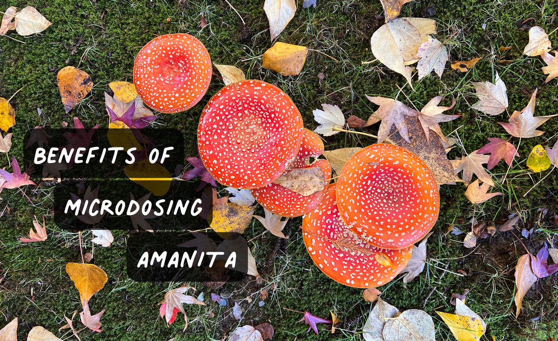 Benefits of Microdosing Amanita Mushrooms