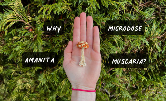 Why Microdose Amanita Muscaria? - luminita
