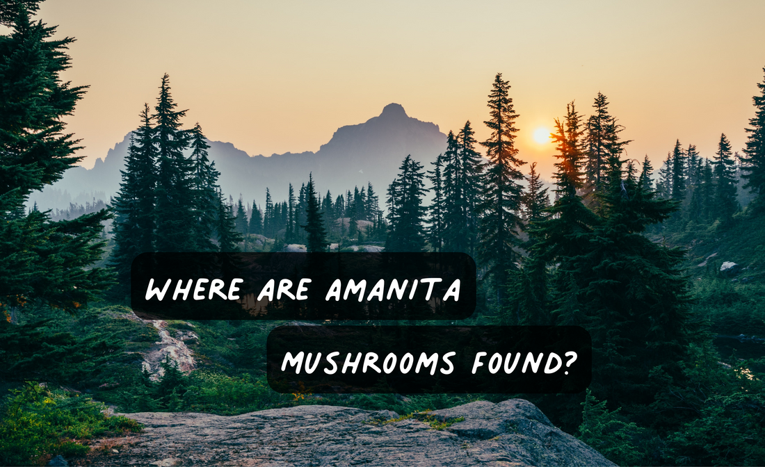 Where are Amanita Mushrooms Found? - luminita