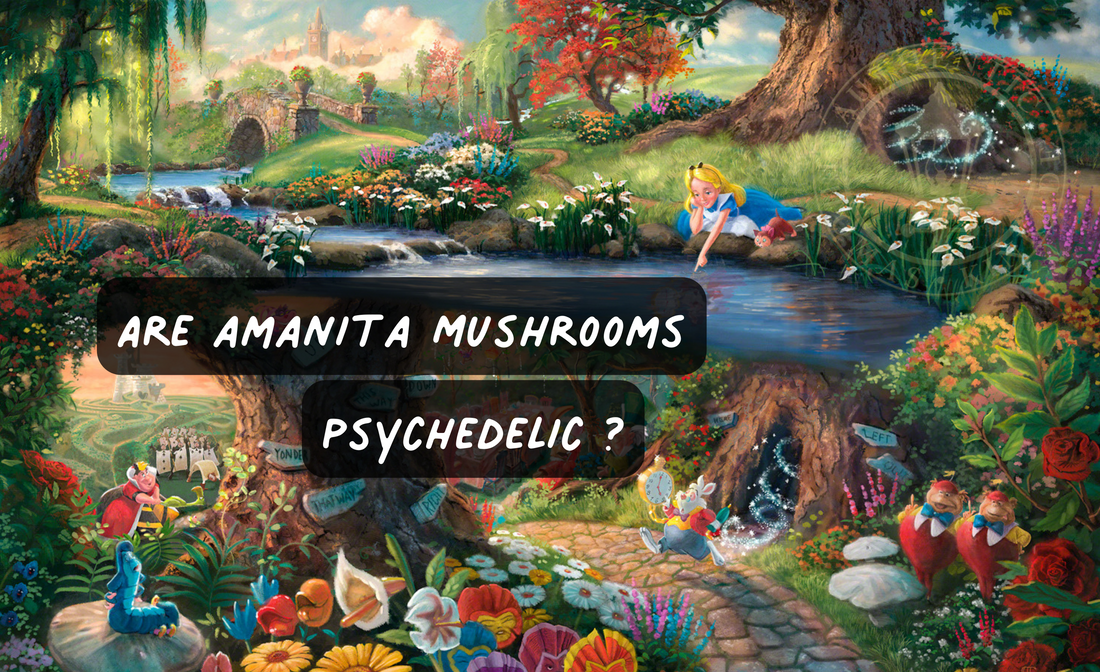 Is Amanita muscaria a Psychedelic?
