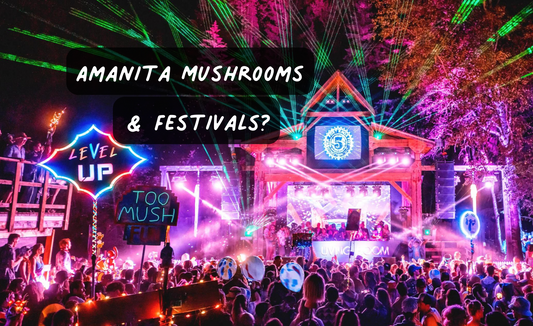 Amanita muscaria and festivals