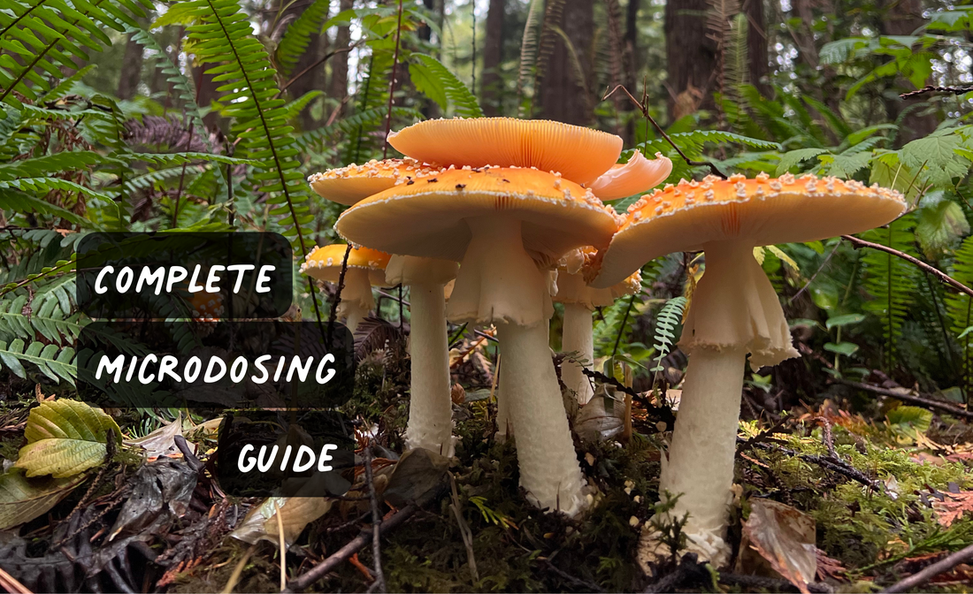 Complete Guide to Microdosing Amanita Muscaria