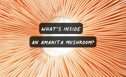 What's Inside Amanita Mushrooms?