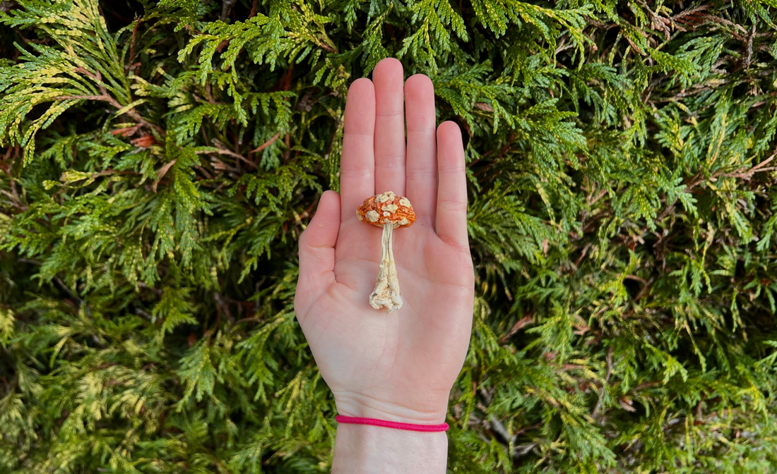 how to microdose amanita