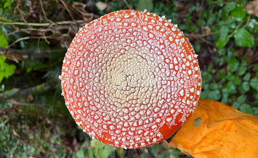 how does amanita work