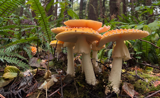 complete amanita microdosing guide