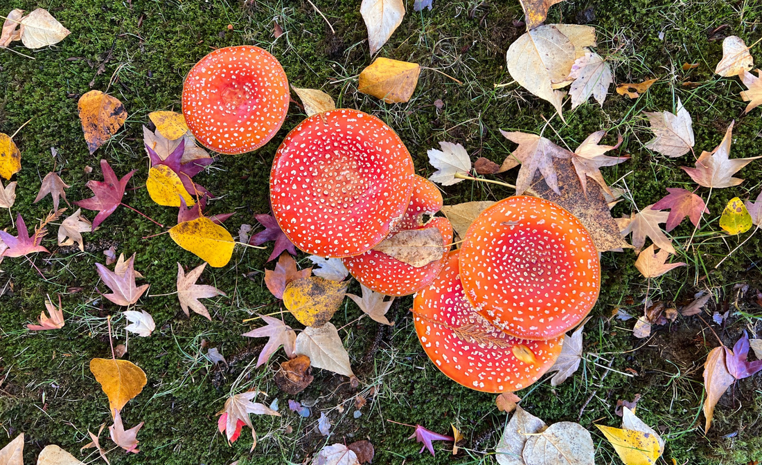 benefits of microdosing amanita