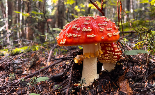 Amanita muscaria mushrooms in the forest - preventing microdose nausea