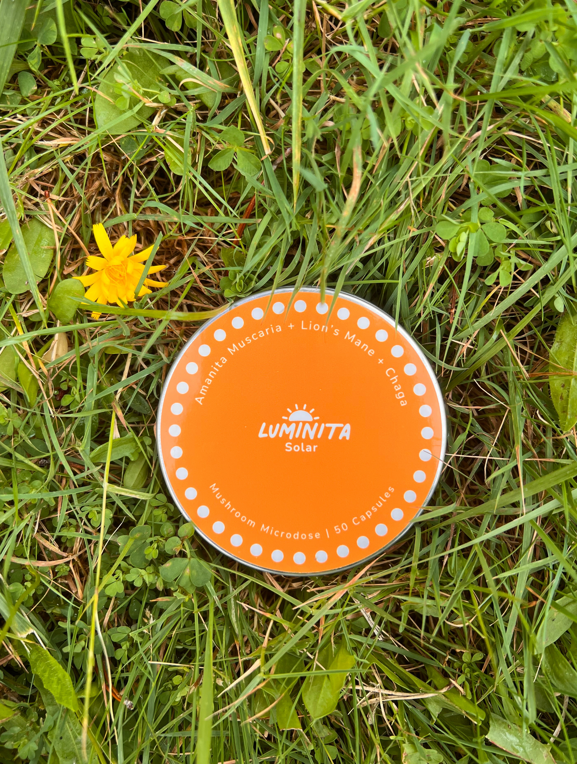Solar: Amanita + Lion's Mane + Chaga Capsules – luminita