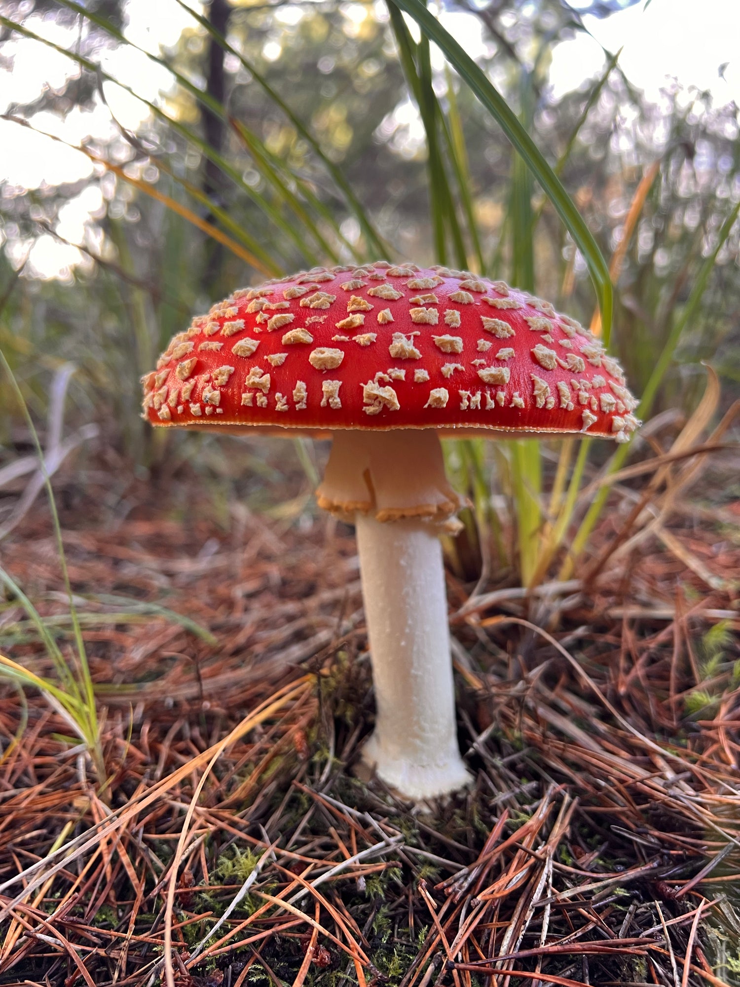 Single Amanita Muscaria Mushroom growing in a natural setting.
