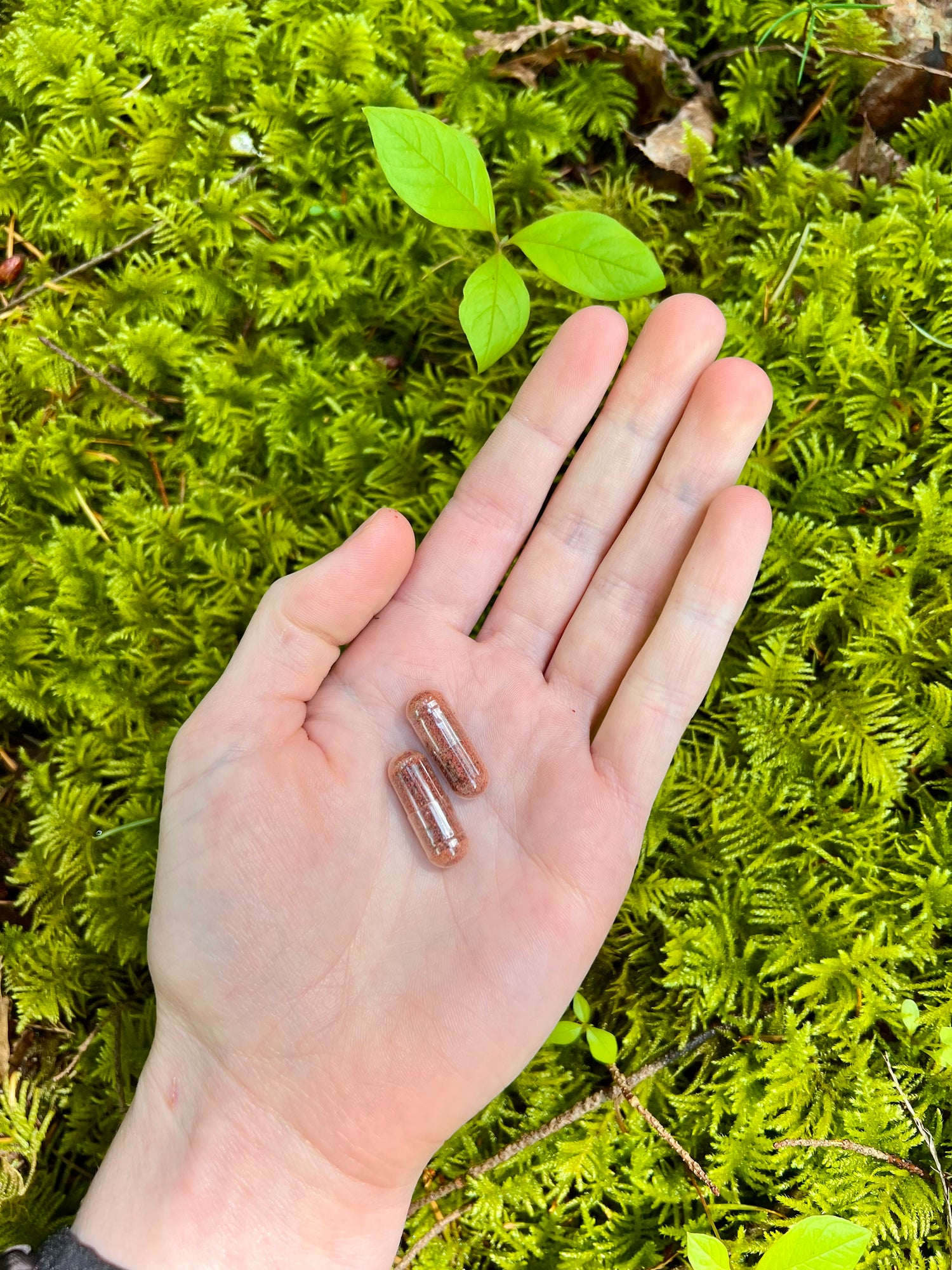Amanita muscaria microdoses capsules