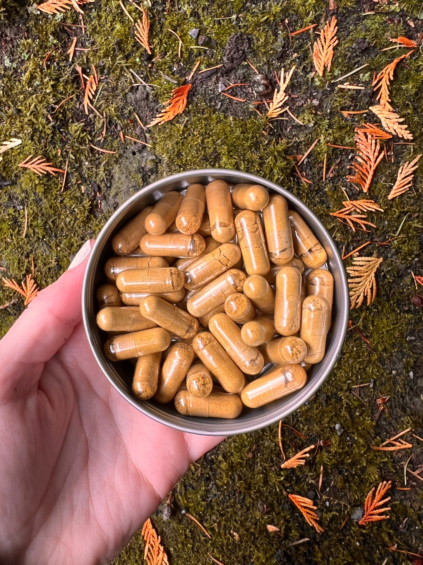 Solar: Amanita + Lion's Mane + Chaga Capsules