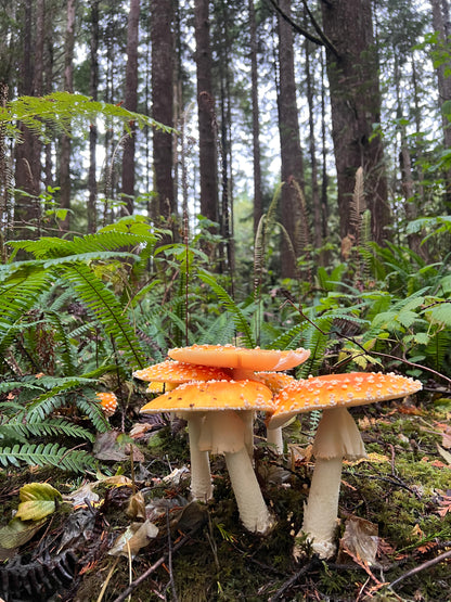 Solar: Amanita + Lion's Mane + Chaga Capsules