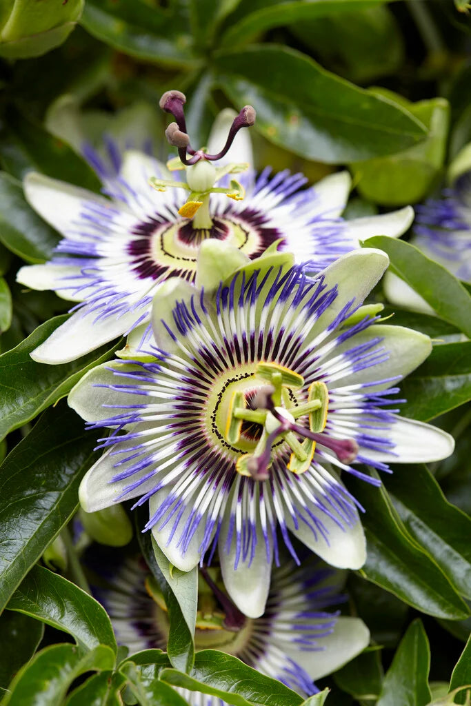 close up photo of organic purple passionflower 