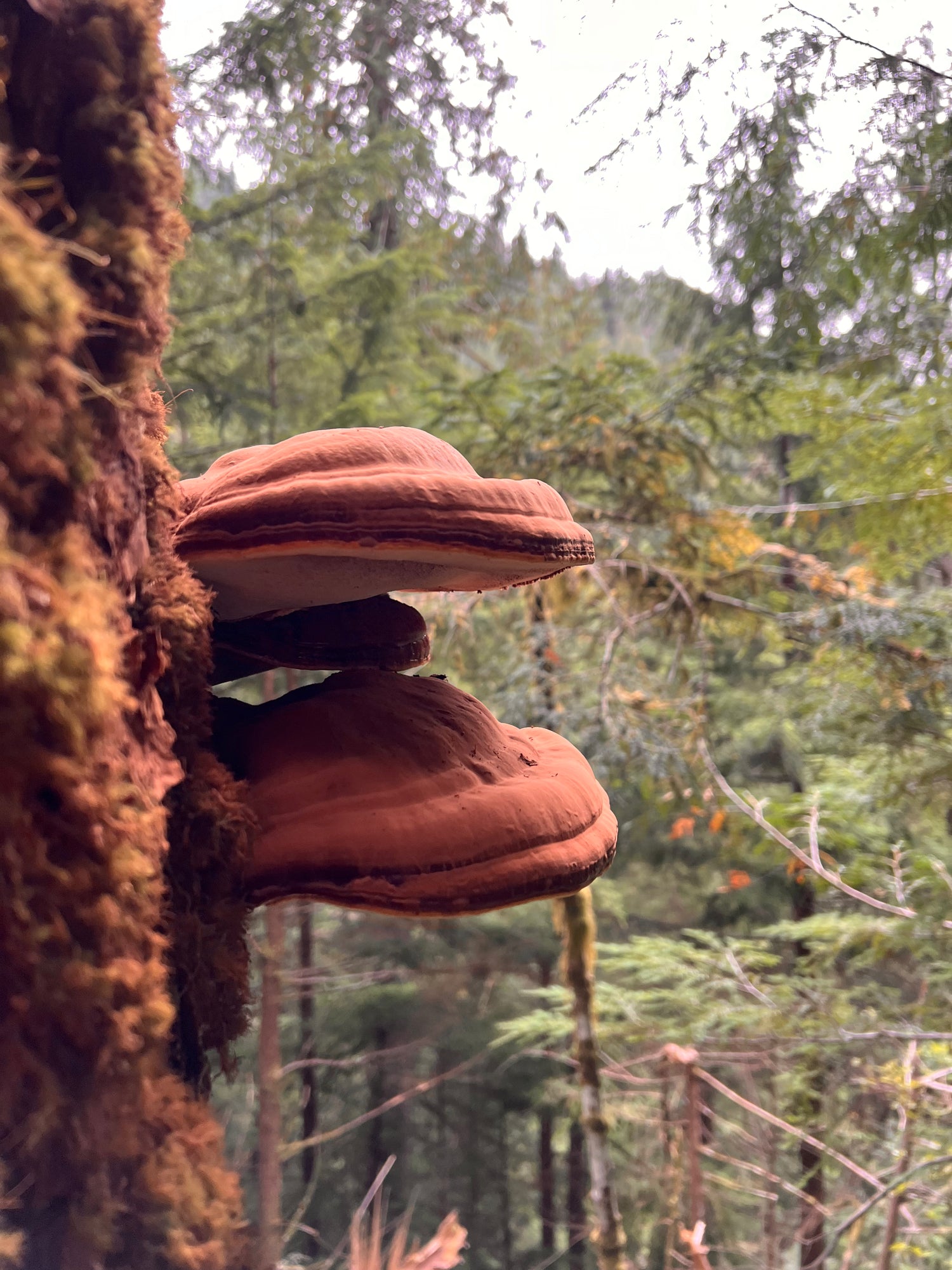 Wild foraged reishi mushroom in washington state forest