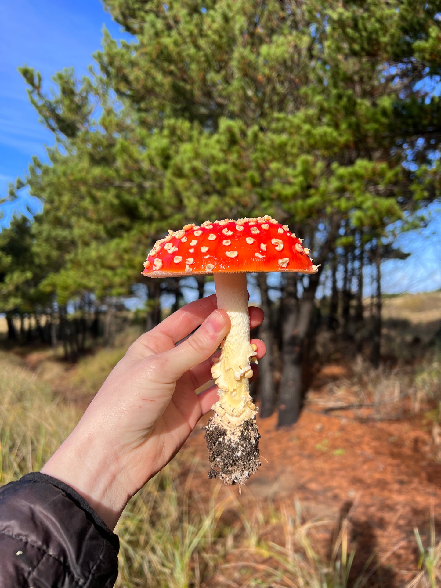 beautiful Amanita muscaria mushroom