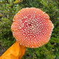 beautiful trippy Amanita muscaria cap