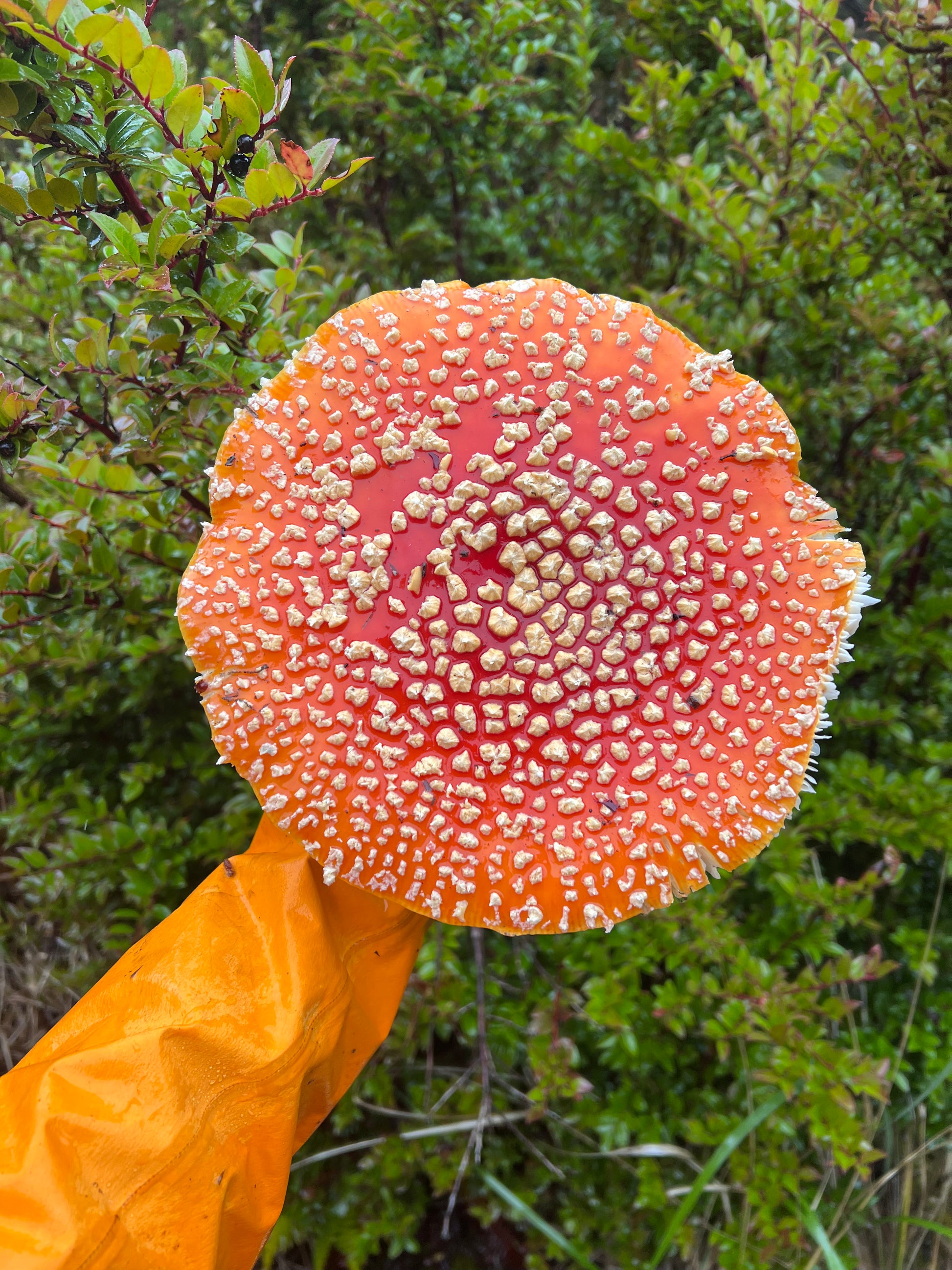 beautiful trippy Amanita muscaria cap